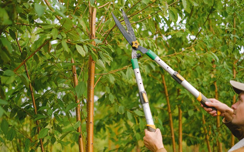 Tree trimming in Vallonia, IN