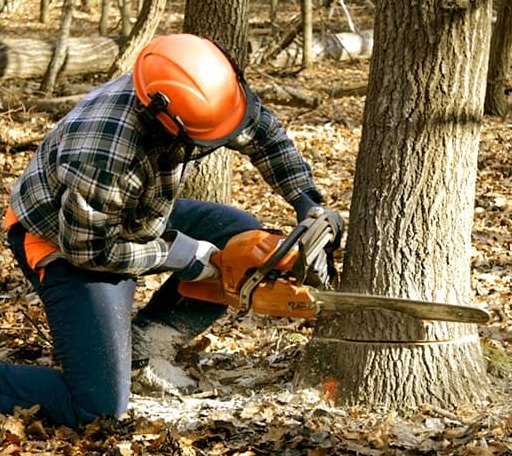 Tree Removal in Vallonia, IN